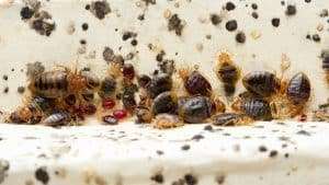 Bed Bug Control