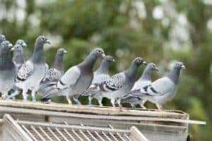 Bird Control