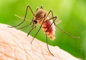 mosquito control