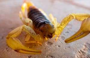 scorpion control