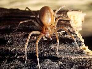 spider control