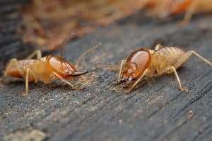 termite control