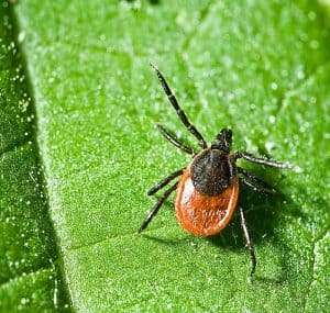 tick control