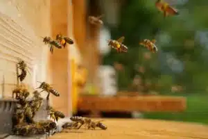 Bee Control Services