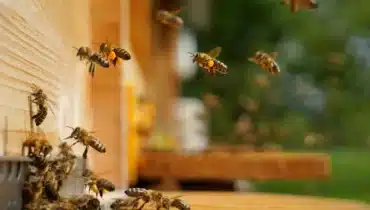 Bee Control Services