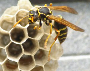 wasp control