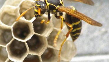 wasp control