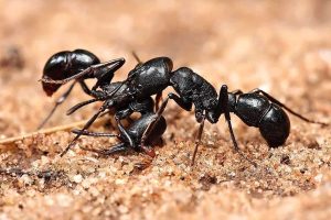 ant control