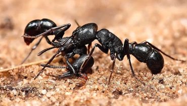 ant control