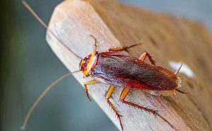 cockroach control
