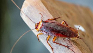 cockroach control